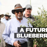 A FUTURE IN BLUEBERRIES