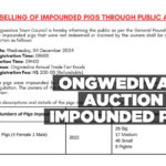 Ongwediva to auction 100 impounded pigs