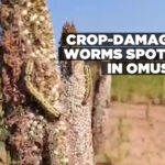 Crop-damaging worms spotted in Omusati