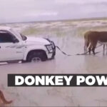 DONKEY POWER