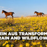 Klein Aus transformed by rain and wildflowers