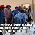 Kalimbeza Rice Farm produces over 100 tonnes of rice