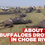 About 100 buffaloes drown in Chobe River
