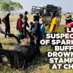 Buffalo drowning caused by lion chase