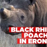 Black rhino killed and horns poached in Erongo, no arrests yet