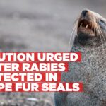 Public urged to exercise caution following confirmed rabies cases in seals