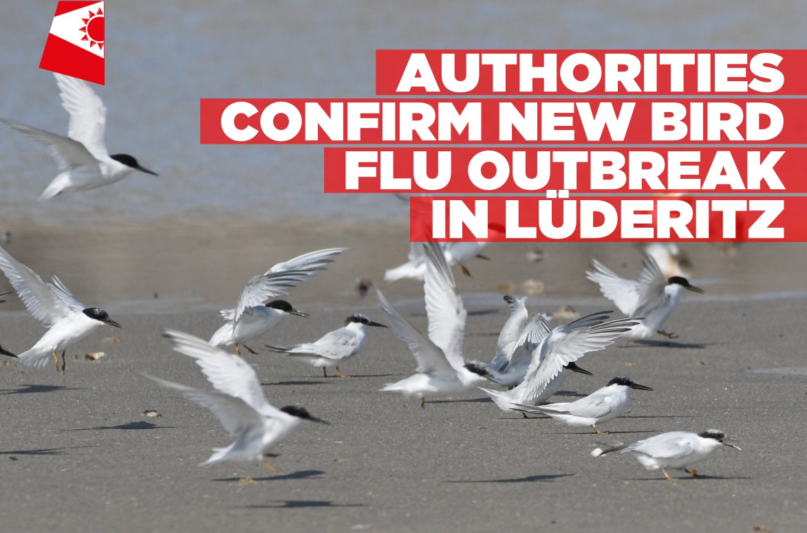 Bird flu outbreak confirmed in Lüderitz, public urged to remain ...