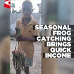 Seasonal frog catching brings quick income