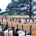 Lamb and sheep prices rise as marketing and exports decline