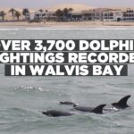 Thousands of dolphins spotted in Namibian waters