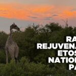 Rains rejuvenate Etosha National Park