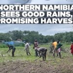 The North: Good rains, excellent grazing, and the prospects of a good harvest
