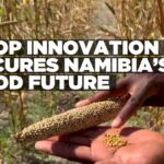 Namibia boosts food security through improved crop varieties