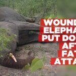 A wounded elephant kills villager in Omusati
