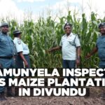 Hamunyela inspects NCS maize plantation in Divundu