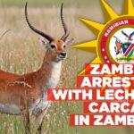 Possession of a lechwe carcass leads to the arrest of Zambian national