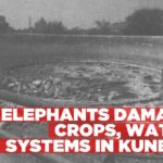 Elephants leave trail of destruction across Kamanjab farms