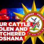 Livestock thieves steal and slaughter four cattle near Oshakati