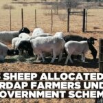Over 200 sheep redistributed to farmers in Hardap Region under Small Stock Revolving Scheme