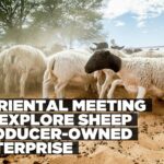 Producers to discuss new sheep industry ownership model