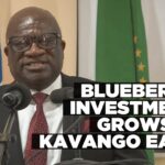 Kavango East blueberry farm emerges as key driver of regional growth