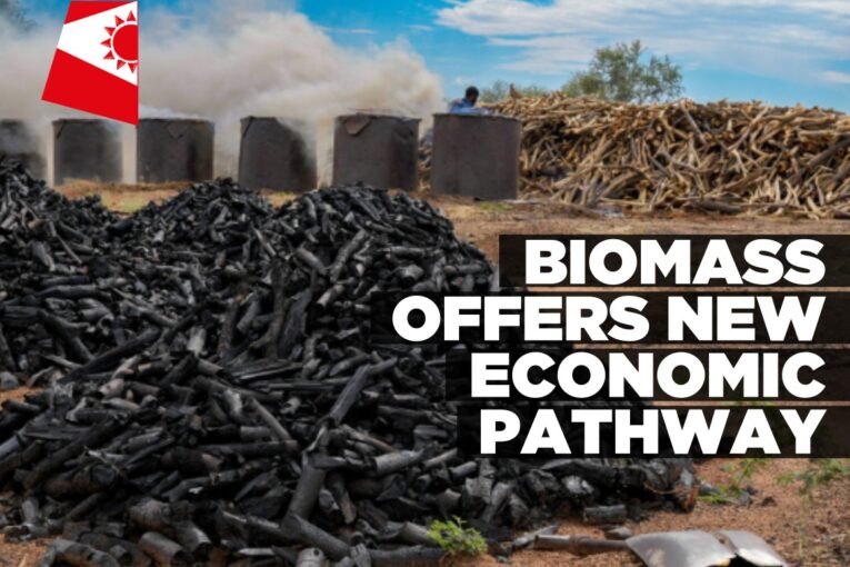 Bush becomes ‘black gold’ as biomass sector expands