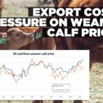 Namibia weaner prices trail SA by wide margin