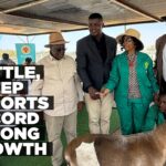 Live cattle and sheep exports record strong growth in first half of 2026