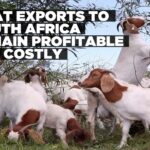 Goat exports face balancing act between animal health and producer returns