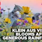 Klein Aus Vista blooms after generous rainfall