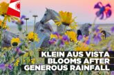 Klein Aus Vista blooms after generous rainfall