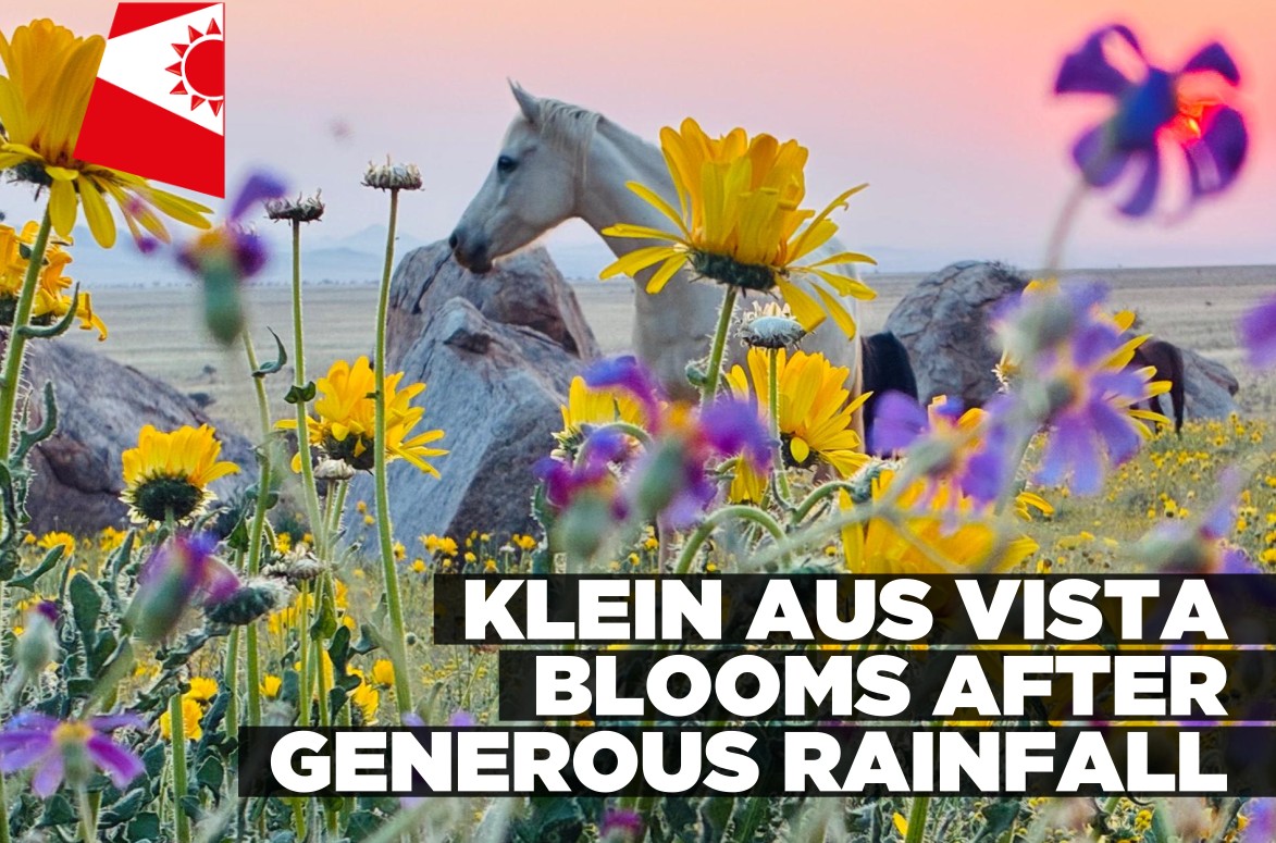 Klein Aus Vista blooms after generous rainfall