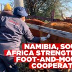 South Africa says foot-and-mouth disease under control as Namibia strengthens safeguards