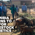 Namibia, US explore livestock breeding partnership amid disease pressures