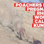 Pregnant rhino killed, calf wounded in poaching attack at Harvey Boulter’s farm