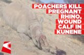 Pregnant rhino killed, calf wounded in poaching attack at Harvey Boulter’s farm