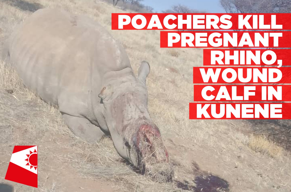 Pregnant rhino killed, calf wounded in poaching attack at Harvey Boulter’s farm
