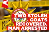 Man arrested near Tsumeb for alleged goat theft