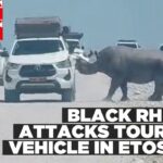 Black rhino attacks tourist vehicle in Etosha