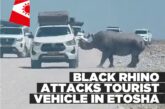 Black rhino attacks tourist vehicle in Etosha