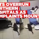 Cats overrun northern hospitals as complaints mount