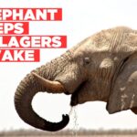 Elephant keeps Okeeholongo villagers awake