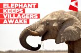 Elephant keeps Okeeholongo villagers awake