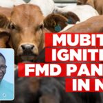 FMD detected in Namibia’s disease-free zone