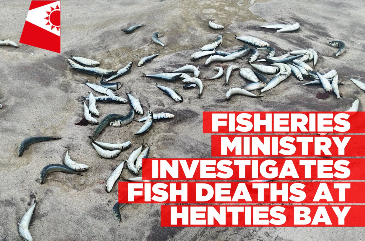 Fisheries ministry still investigating fish deaths at Henties Bay